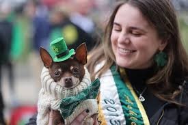 Irish Dog of the Year!